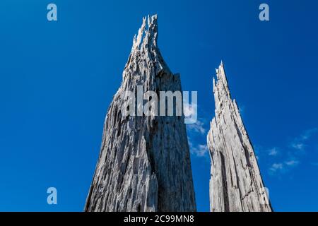 Stump of tree killed by the explosive eruption of Mount St. Helens National Volcanic Monument in Gifford Pinchot National Forest, Washington State, US Stock Photo
