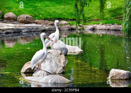 A pair of white pelicans are resting on stone boulders in the middle of a forest lake. Stock Photo