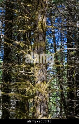 Spruce tree in Gifford Pinchot National Forest, Washington State, USA Stock Photo