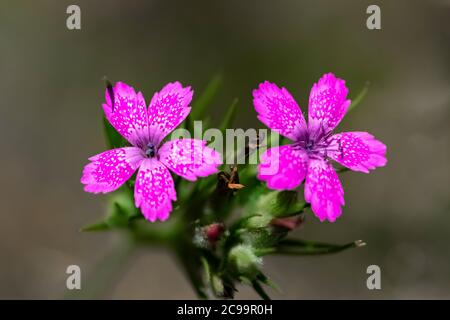 Deptford Pink, Dianthus armeria, in a picnic area within Gifford Pinchot National Forest, Washington State, USA Stock Photo