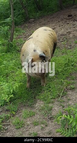 Brown Pig grazing in Field Stock Photo