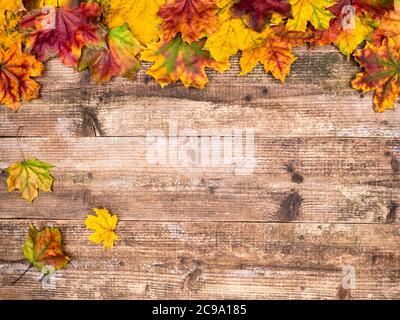 Autumn colorful leaves in the background.Vignetting from colorful leaves. Stock Photo