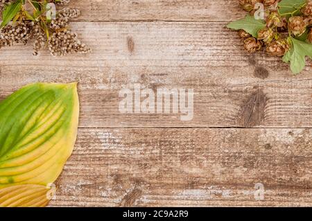 Autumn plants against wooden background.Background mode.Frame. Stock Photo