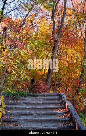 Girl is walking in Autumn forest stairway path hides among yellow and orange trees, beauty of nature. Stock Photo