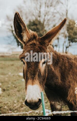 Vertical shot of donkey portrait on background of a farm Stock Photo