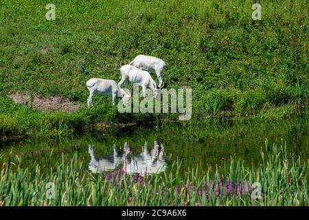 Apple Valley, Minnesota.  Three Addax, Addax Nasomaculatus grazing in the grass is a  critically endangered species of antelope. Stock Photo