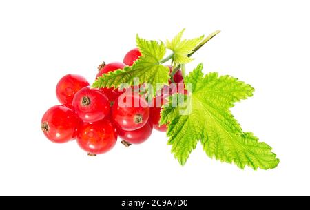 Currant. Branch of red currant fruits with leaf isolated on white background. Isolated berries. Stock Photo
