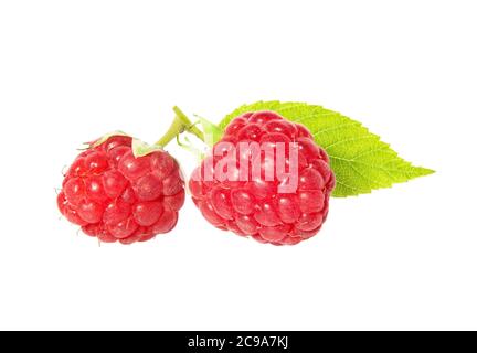 Raspberry with leaves isolated on white background. Ripe raspberries with raspberry leaf. Stock Photo