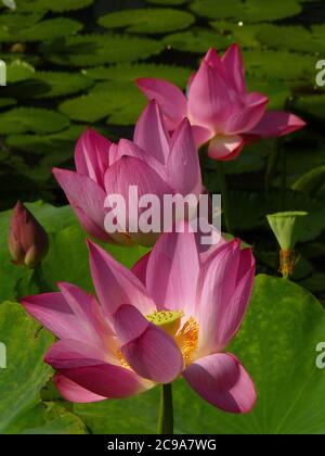 Vertical closeup shot of beautiful pink lotuses growing in the pond Stock Photo