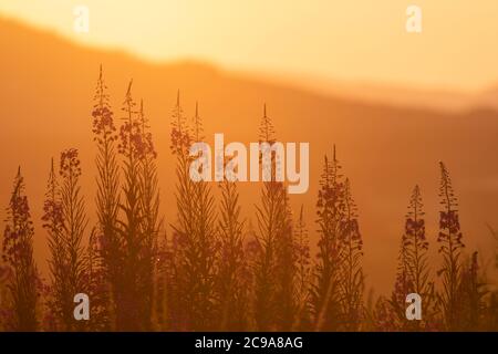 Rosebay Willowherb (Chamerion Angustifolium) Silhouetted Against the Distant Hills at Sunset Stock Photo