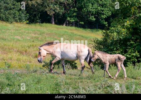 Apple Valley, Minnesota.  Przewalski's horse or Asian Wild Horse with a brand new young baby is a rare and endangered horse. Stock Photo