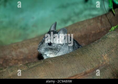 Apple Valley, Minnesota. Chinchilla, Chinchilla lanigerais an endangered species in the wild. Stock Photo