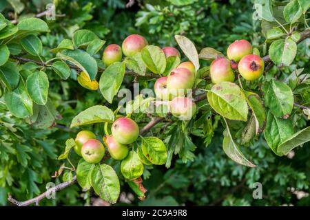 Crab apples growing wild in a Norfolk hedgerow. Stock Photo