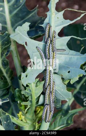 Caterpillars of the large white butterfly, Pieris brassicae, eating a growing leaf on a plant in a garden or allotment. Stock Photo