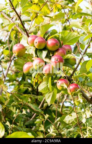 Crab apples growing wild in a Norfolk hedgerow. Stock Photo