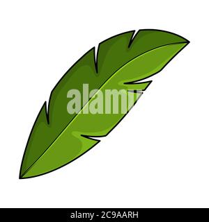 Coco palm foliage isolated on white. Single cartoon exotic frond. Part of tropical palm tree. Green coconut or banana leaf symbol or icon. Summertime Stock Vector