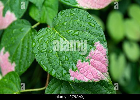 Closeup of pink variegation on Actinidia kolomikta (kolomikta or variegated-leaf hardy kiwi) leaf with waterbeads or raindrops Stock Photo