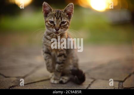 Lovely tabby kitten sitting on the wild stone floor in summer garden. Stock Photo