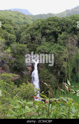 Makahiku Falls plummenting down a cliffside made of volcanic rock in the middle of a rainforest in Haleakala National Park, Maui, Hawaii, USA