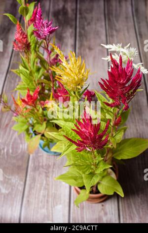 Colorful feather flower cockscomb chinese decoration indoor plant Stock Photo