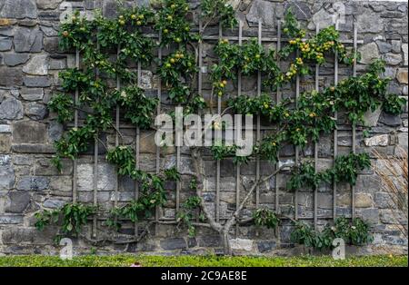an espalier trained apple tree, with ripening apples  growing against an old brick wall. Stock Photo