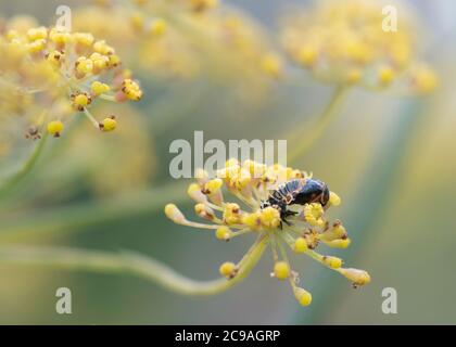 Newly emerged 2-spot ladybird ( Adalia bipunctata) pupa on fennel plant  (Foeniculum vulgare) Stock Photo