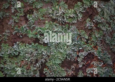 Lichen, Hypogymnia physodes growing on a tree trunk. Stock Photo