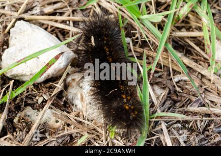 Black Hairy Caterpillar On Ground Stock Photo
