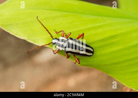 Stripe Long-horned Beetle Stock Photo