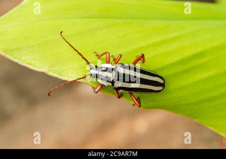 Stripe Long-horned Beetle Stock Photo