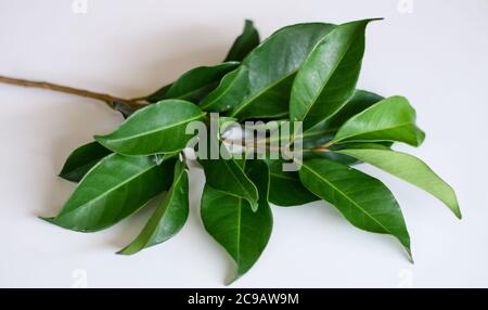 Indonesian bay leaf or Indian bay leaf on white background. Stock Photo