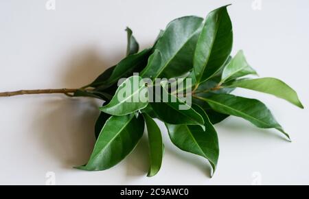 Indonesian bay leaf or Indian bay leaf on white background. Stock Photo