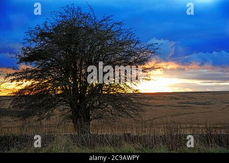 A large tree at the edge of a farm field in Winter, with open moorland and the sun setting behind Stock Photo