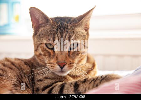 Bengal tabby cat lying down on a bed with a striped quilt and staring out towards the camera Stock Photo