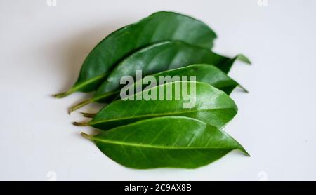 Indonesian bay leaf or Indian bay leaf on white background. Stock Photo