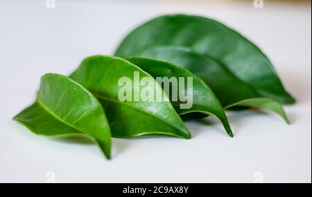 Indonesian bay leaf or Indian bay leaf on white background. Stock Photo