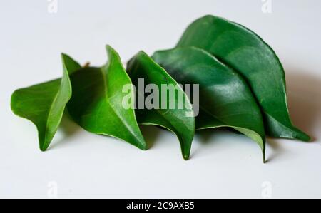 Indonesian bay leaf or Indian bay leaf on white background. Stock Photo