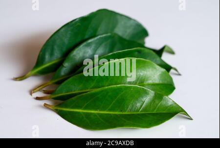 Indonesian bay leaf or Indian bay leaf on white background. Stock Photo