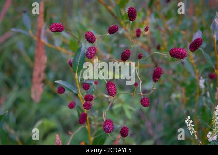 Great burnet Sanguisorba officinalis Greater burnet flower. Stock Photo