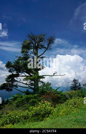 Lone pine tree against a blue sky on the rock formation in Kings Canyon ...