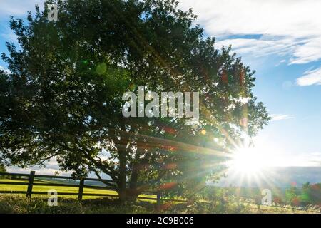 large tree by a fence in a meadow in Summer with the sun low to the horizon behind shining through the branches Stock Photo