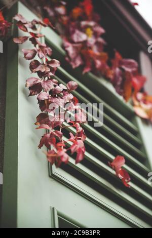 Wood Exterior Shutter olive green color and red Virginia creeper branch is hanging over it Stock Photo