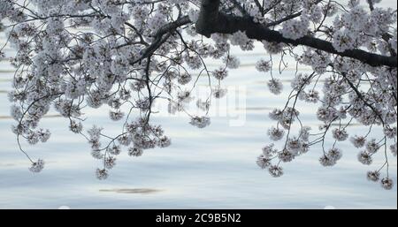 Yoshino Cherry Blossoms Branch in Washington DC at the Tidal Basin Branch at Dusk Stock Photo