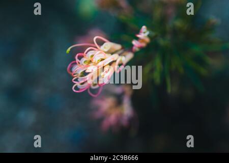 native Australian grevillea semperflorens plant with yellow pink flowers outdoor in sunny backyard shot at shallow depth of field Stock Photo