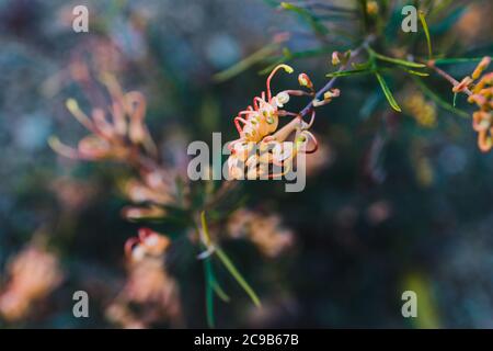 native Australian grevillea semperflorens plant with yellow pink flowers outdoor in sunny backyard shot at shallow depth of field Stock Photo