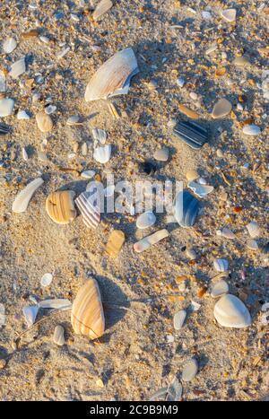 Avon, Outer Banks, North Carolina.  Broken Seashells on the Shore. Stock Photo