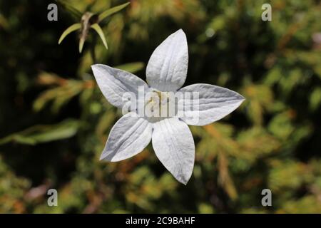 Campanula patula subsp. abietina, Spreading Bellflower. Wild plant shot in summer. Stock Photo