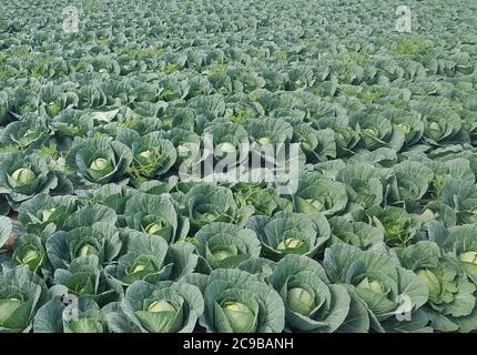 large fresh green cabbages are arranged in rows in the field before harvest Stock Photo