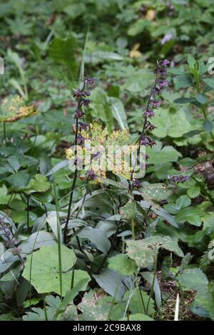 Epipactis atrorubens, Dark Red Helleborine. Wild plant shot in summer. Stock Photo