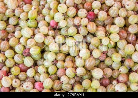 Solid background of fresh ripe and natural red gooseberries Stock Photo